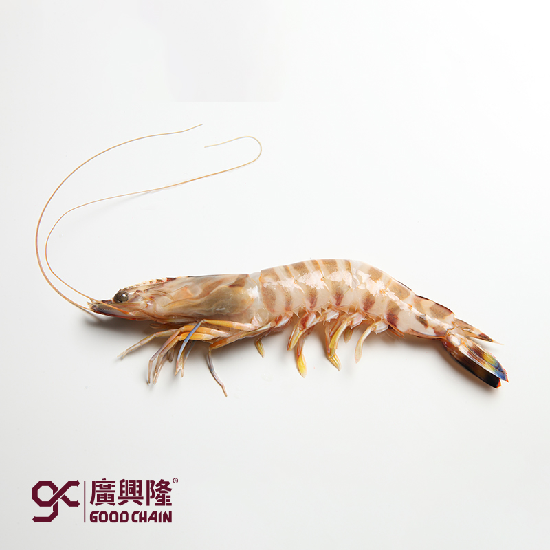 竹节虾（5头）