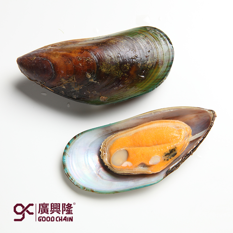 新西兰半壳青口